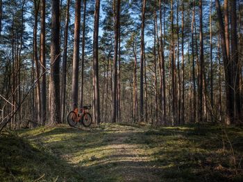 Rear view of man standing in forest