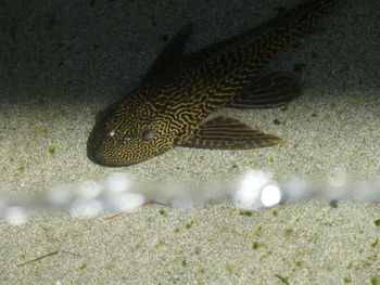 Close-up of a turtle