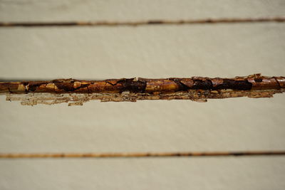 Close-up of insect on rusty metal