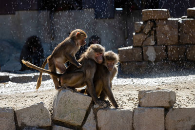 Monkey sitting on a wall