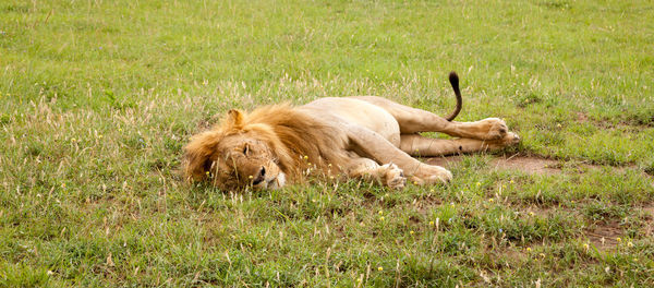 Full length of a cat