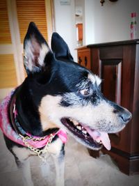 Close-up of dog looking away at home