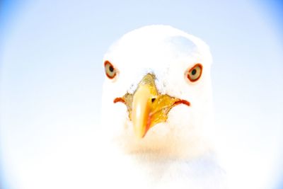 Close-up of white seagull against sky