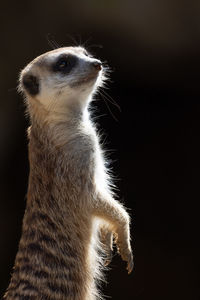 meerkat