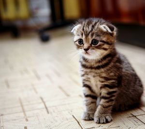 Close-up of tabby sitting on floor