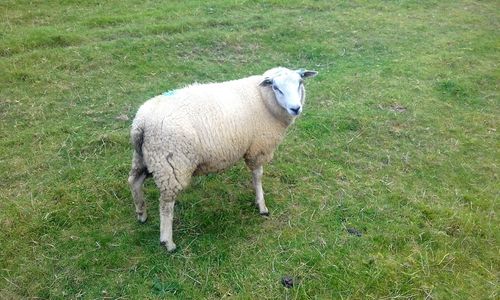 Sheep in a field