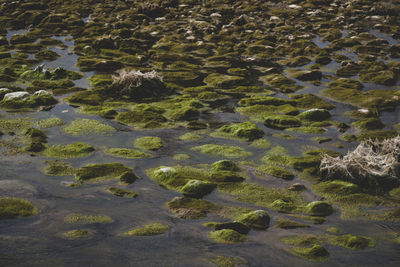 High angle view of rocks on shore at beach