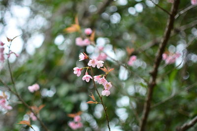 Low angle view of pink flowering plant