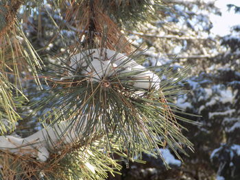 Close-up of pine tree during winter