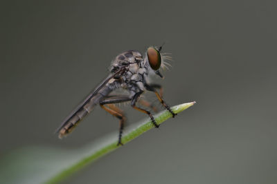 Close-up of robberfly 
