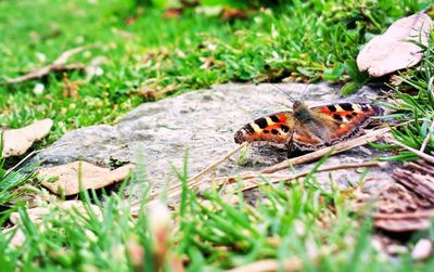 Close-up of insect on grass