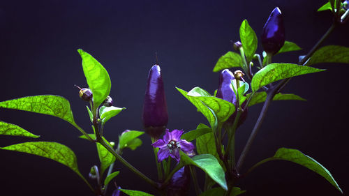 Close-up of purple flowers