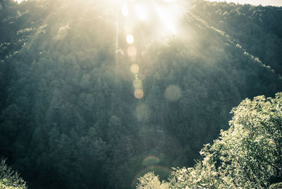 Scenic view of forest against sky on sunny day