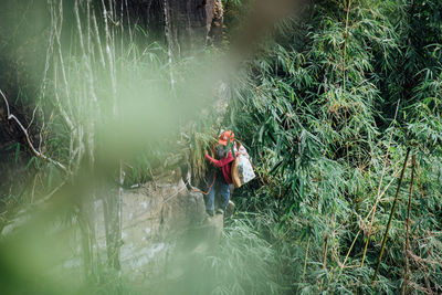 Man walking amidst plants in forest