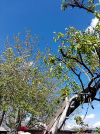 Low angle view of blooming tree against blue sky