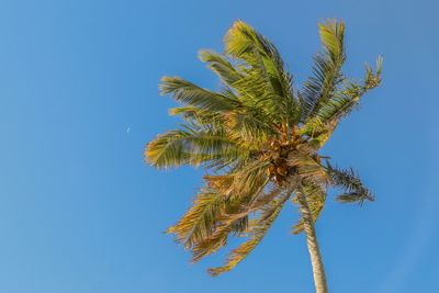 Low angle view of coconut palm tree against clear blue sky