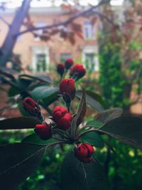 Close-up of red leaves