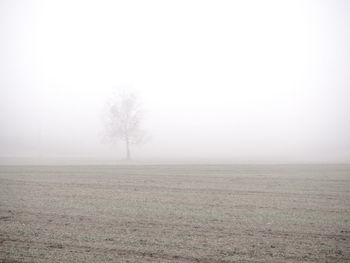 Scenic view of trees on field against sky