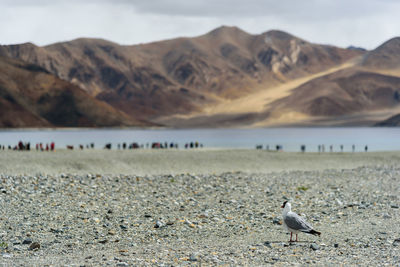 View of seagulls near lake