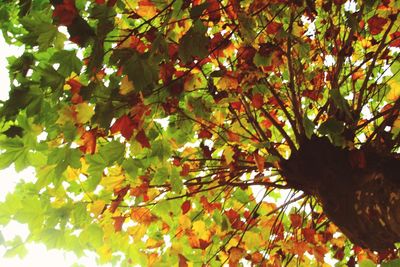 Low angle view of tree during autumn