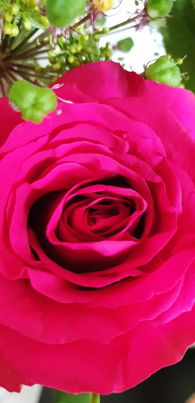 CLOSE-UP OF PINK ROSE BOUQUET