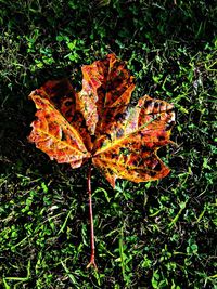 Close-up of dry leaves on field