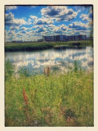 Scenic view of plants against sky