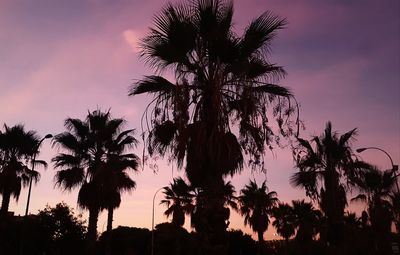 Low angle view of palm trees during sunset