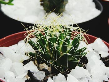 Close-up of cactus