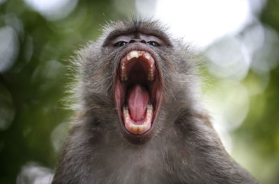 Close-up portrait of a monkey