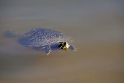 Close-up of turtle swimming in sea