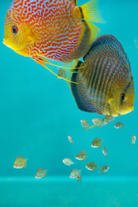 Close-up of fish swimming in sea