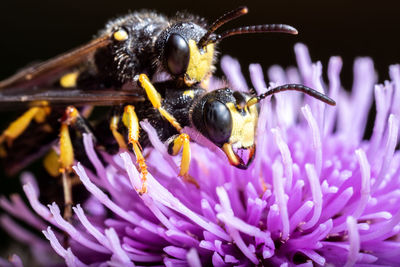 Close-up of bee pollinating on flower