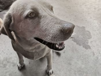 Close-up of dog looking away