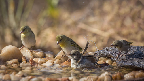 Birds perching on rock