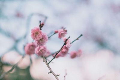 Close-up of pink flowers on tree