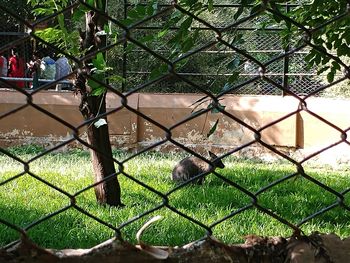 View of cat seen through chainlink fence