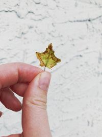 Close-up of hand holding leaf