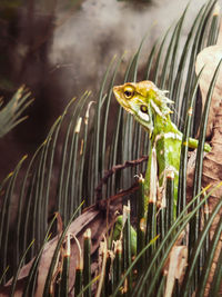 Close-up of a lizard