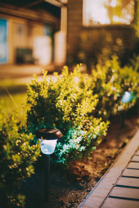 Close-up of potted plant on footpath