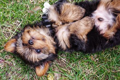 High angle view of puppy lying on grass