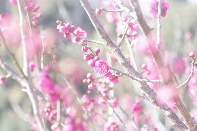 Close-up of pink cherry blossom tree