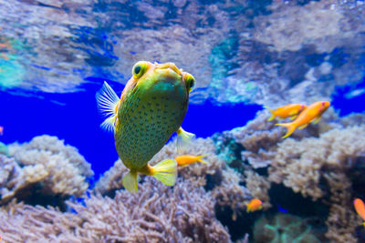 Close-up of fish swimming in sea