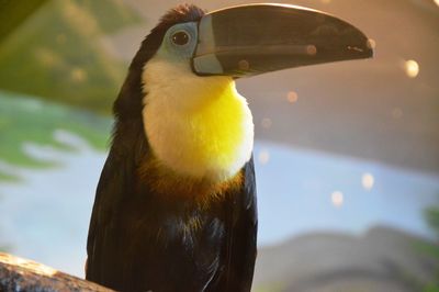 Close-up of a bird looking away