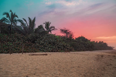 Palm trees on field against sky at sunset