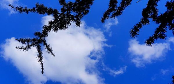 Low angle view of palm tree against blue sky