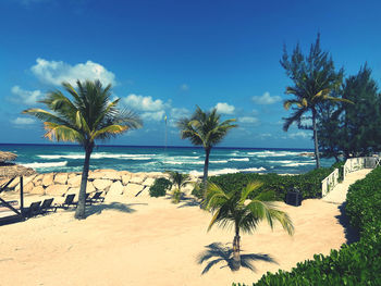 Palm trees on beach against sky