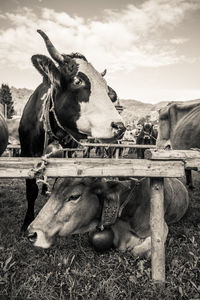 Close-up of cows at farm