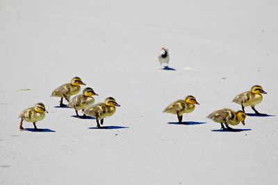 Ducklings walking like a street gang