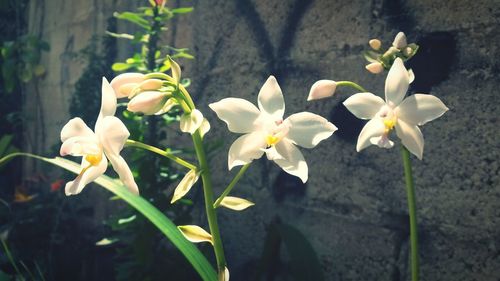 Close-up of flowers blooming outdoors